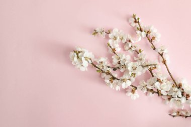 Bahar kavramı. Pembe bir arka plan üzerine kayısı dalı. Yakın çekim. Düz yatıyordu. Sakura şube.