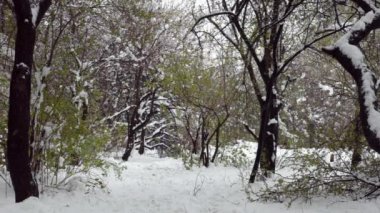 Karla kaplı yeşil ağaçlar parkta. Issız park, kar yağıyor