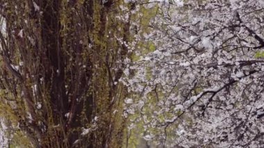 Kayısı çiçek dalları ve karlı havalarda. Doğa anomali