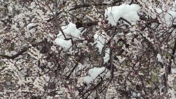 Floração Ramos Damasco Sob Neve Anomalia Natureza — Vídeo de Stock