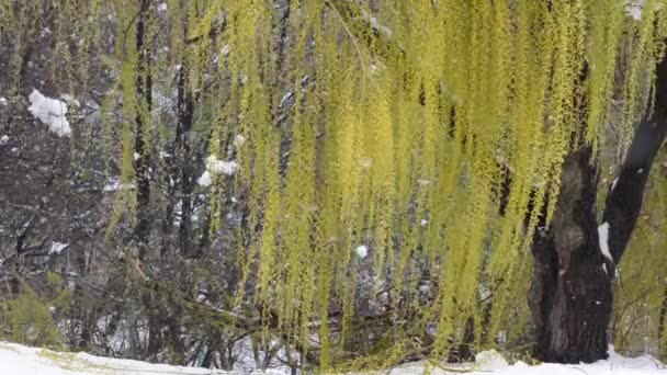在多雪的天气里有盛开的枝条的柳树 自然的反常现象 — 图库视频影像