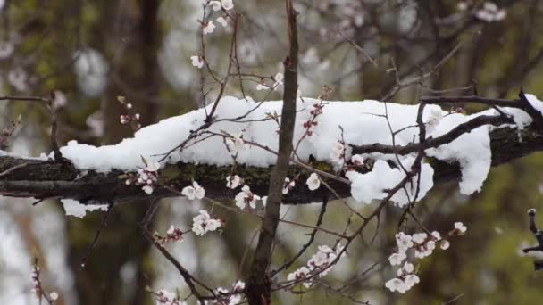 Ramo Damasco Florescente Neve — Vídeo de Stock