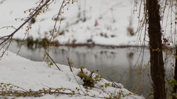 Sneeuw Bedekte Rivieroever Groene Bladeren Close — Stockvideo