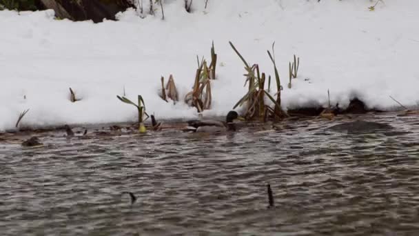 鸭子漂浮在一个肮脏的池塘里 在雪和芦苇的背景下 有垃圾 — 图库视频影像
