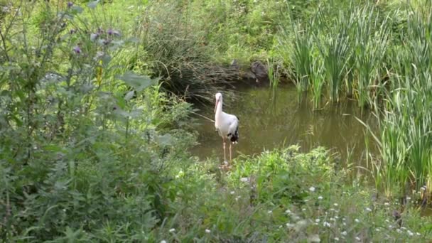 Rybníku Pozadí Trávy Rákosí Stojí Čáp Létě Volně Žijící Zvířata — Stock video