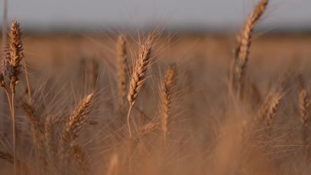 Spikes Ripe Wheat Field Sunset Close — Stock Video