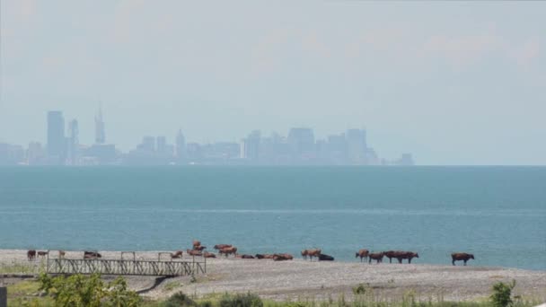 Αγελάδες Βόσκουν Στην Ακτή Φόντο Θάλασσα Και Την Πόλη Ουρανοξύστες — Αρχείο Βίντεο