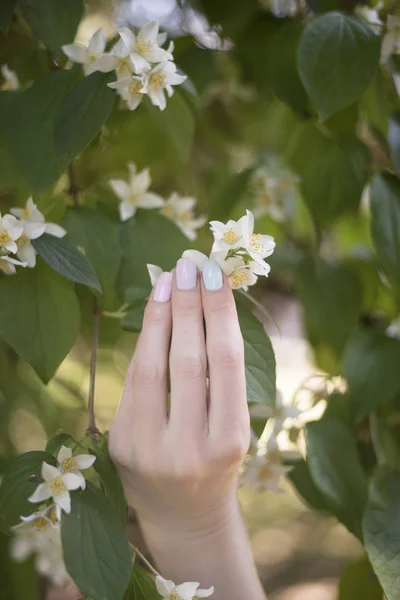 Sprig of jasmine flowers in female hand with manicure. Close-up.