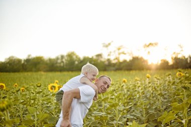 Sırtında oğluyla mutlu gülümseyen baba çiçek açan ayçiçeği yeşil sahada günbatımında yürür.