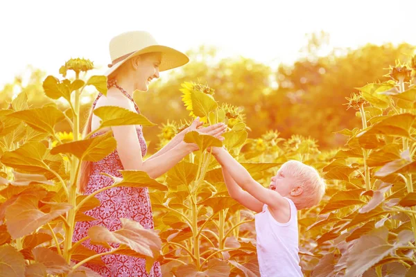 Kleiner blonder Junge schenkt seiner Mutter eine Sonnenblumenblume vor dem Hintergrund eines blühenden sonnigen Feldes — Stockfoto