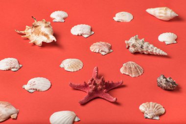 Yaşam mercan arka planda deniz kabuğu çeşitliliği. Düz yatıyordu. Deniz konsepti