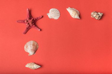 Yaşayan mercan arka planda deniz kabukları çeşitli çerçeve. Düz yatıyordu. Deniz konsepti