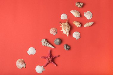 Yaşam mercan arka planda deniz kabuğu çeşitliliği. Düz yatıyordu. Deniz konsepti