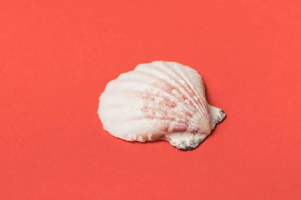 Seashell on a background of living coral. Close-up. Marine concept — Stock Photo, Image