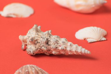 Yaşayan mercanların arka planında deniz kabukları. Yakından kapatın. Deniz konsepti