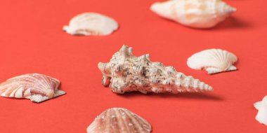 Yaşayan mercanların arka planında deniz kabukları. Yakından kapatın. Deniz konsepti