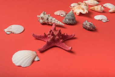 Denizyıldızı ve yaşayan mercan arka planda deniz kabukları çeşitli. Düz yatıyordu. Deniz konsepti