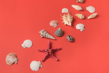 Yaşam mercan arka planda deniz kabuğu çeşitliliği. Düz yatıyordu. Deniz konsepti