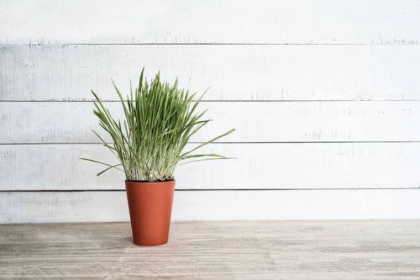 Orange flower pot with greens on the table stands on a white wooden wall background. Copy space — Stock Photo, Image