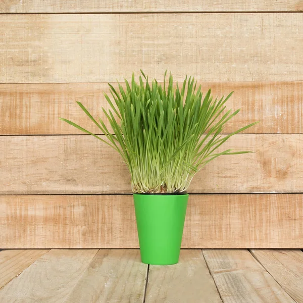 Groene bloempot met greens op de tafel staat op een licht bruine houten muur achtergrond. Ruimte kopiëren — Stockfoto