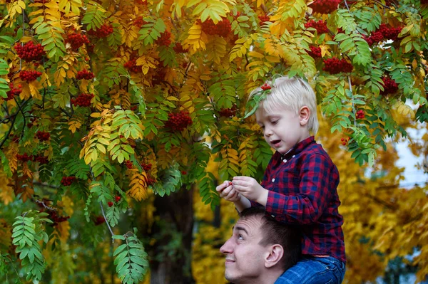 एक सादा शर्ट में सुनहरे बालों वाली लड़का अपने पिता के कंधों पर बैठता है। रोवन के नीचे खड़े हो जाओ। शरद ऋतु, पीले पत्ते — स्टॉक फ़ोटो, इमेज