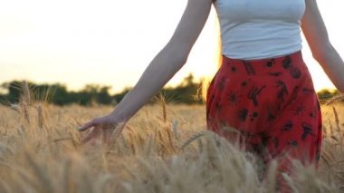 Uzun saçlı genç bir kadın buğday kulaklarında dönüyor. Batan güneş. Ilham