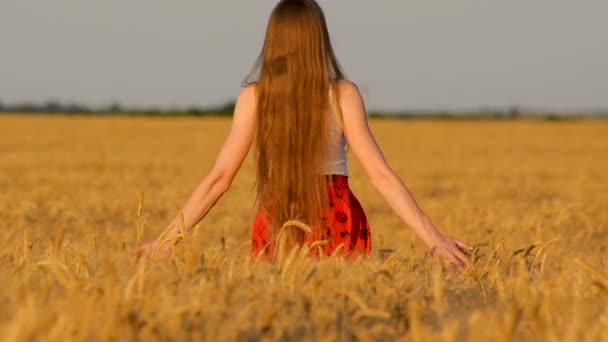 Long Haired Young Woman Walks Field Touches Wheat Back View — Stock Video