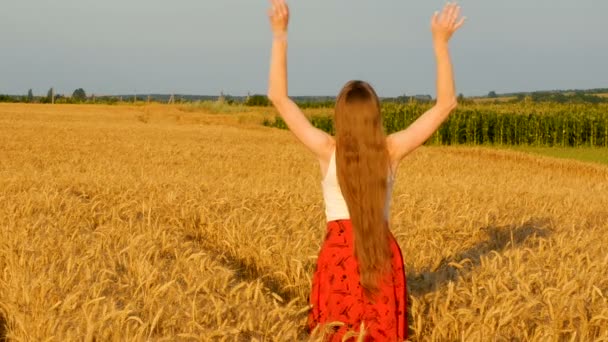 Langharige Jonge Vrouw Genieten Van Een Wandeling Een Tarwe Veld — Stockvideo