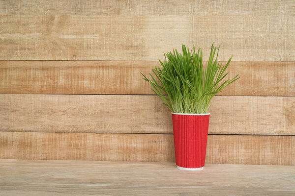 Red flower pot with greens on the table stands on a light brown wooden wall background. Copy space