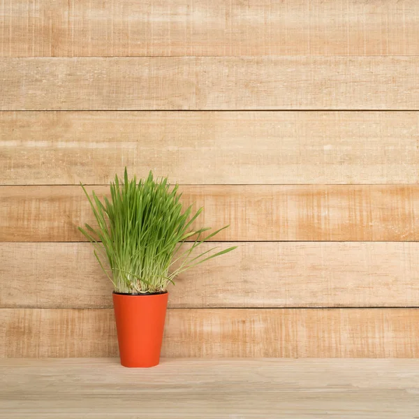 Pomarańczowy Doniczka z zielonymi na stole stoi na jasnym brązowym drewnianym tle ściany. Kopiuj przestrzeń — Zdjęcie stockowe