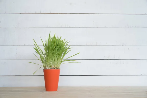 Orange flower pot with greens on the table stands on a white wooden wall background. Copy space — Stock Photo, Image