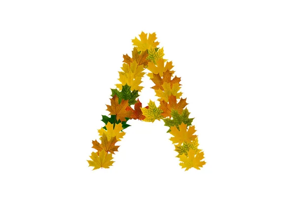 Carta A de folhas de bordo de outono isoladas em fundo branco. Alfabeto de folhas verdes, amarelas e laranja — Fotografia de Stock