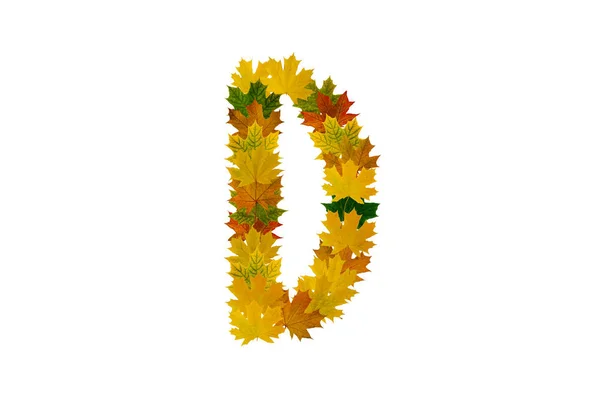 Carta D de folhas de bordo outono isolado no fundo branco. Alfabeto de folhas verdes, amarelas e laranja — Fotografia de Stock