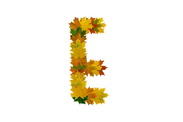 Carta E de folhas de bordo outono isolado no fundo branco. Alfabeto de folhas verdes, amarelas e laranja — Fotografia de Stock
