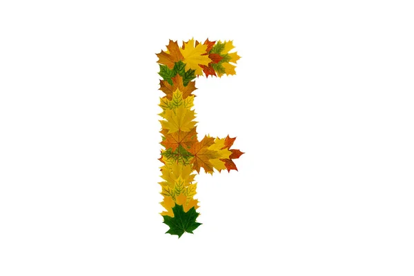 Letter F from autumn maple leaves isolated on white background. Alphabet from green, yellow and orange leaves — Stock Photo, Image