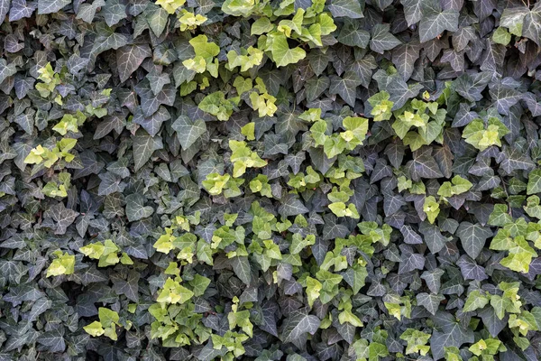 Wall of light and dark green ivy. Backgrounds and textures — Stock Photo, Image