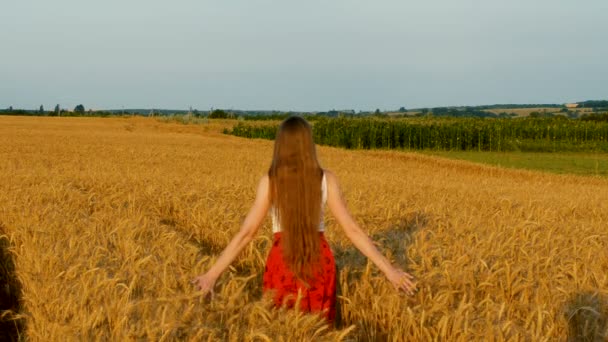 美しい長い髪の若い女性が野原を歩き 手で小麦に触れる バックビュー — ストック動画