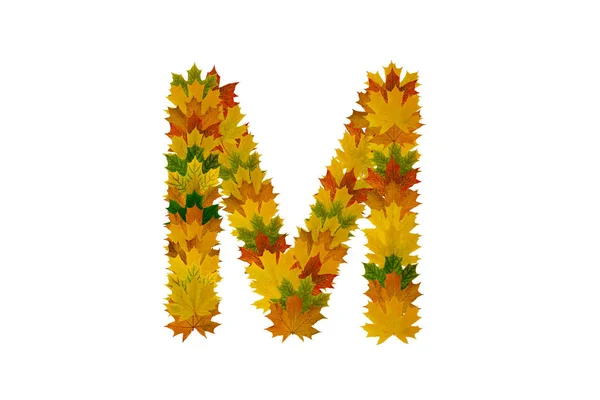 Letter M from autumn maple leaves. Alphabet from green, yellow and orange leaves — Stock Photo, Image