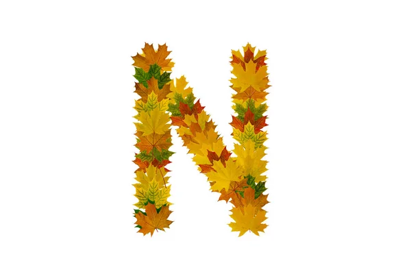 Buchstabe n aus herbstlichen Ahornblättern. Alphabet aus grünen, gelben und orangen Blättern — Stockfoto