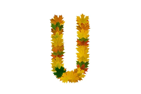 Carta U de folhas de bordo de outono. Alfabeto de folhas verdes, amarelas e laranja — Fotografia de Stock