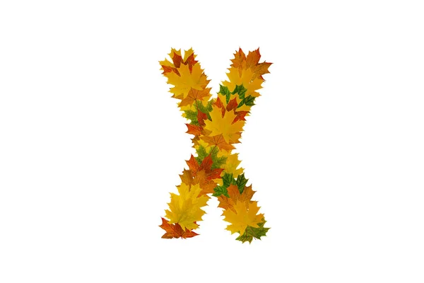 Carta X de folhas de bordo de outono. Alfabeto de folhas verdes, amarelas e laranja — Fotografia de Stock