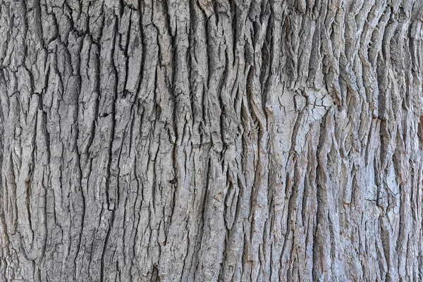 Eg bark tæt op tekstur, front visning - Stock-foto