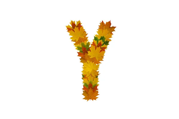 Y levél az Őszi juharlevelek. Ábécé zöld, sárga és narancs levelből — Stock Fotó