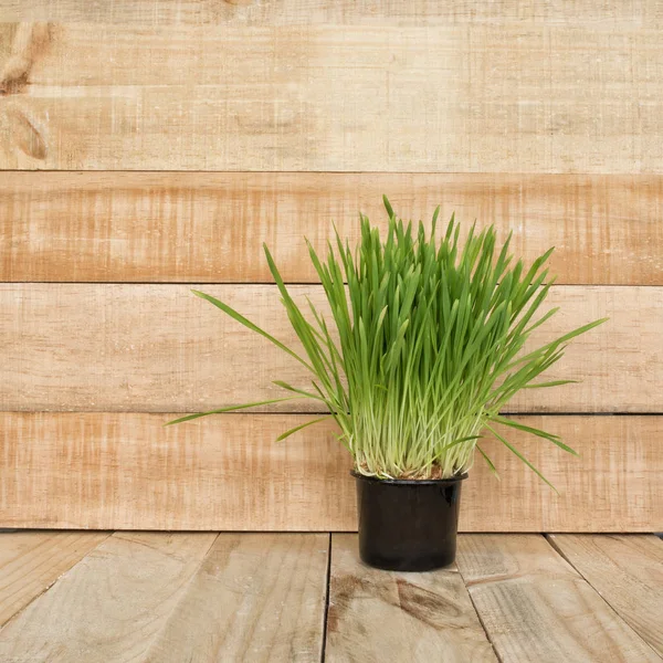 Flower pot with greens on the table stands on a light brown wooden wall background. Copy space — Stock Photo, Image