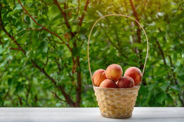Hasır sepette olgun şeftali, arka planda yeşil bahçe. Meyve sezonu