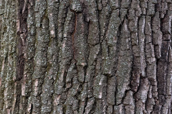 树皮紧闭 摘要背景 粗糙的纹理表面 — 图库照片