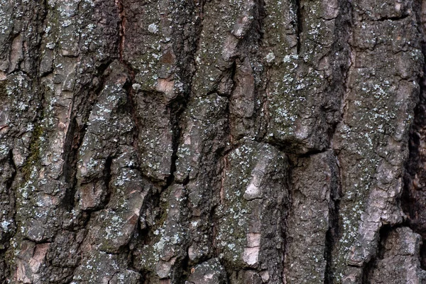 Ağaç Kabuğu Yaklaş Soyut Arkaplan Sert Desenli Yüzey — Stok fotoğraf