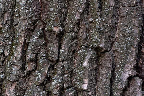 Tree bark close up. Abstract background. Rough textured surface.