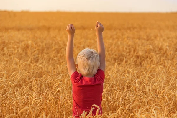 Zadní Pohled Blonďatého Chlapce Stojícího Poli Obklopeného Zralou Pšenicí Zvednuté — Stock fotografie