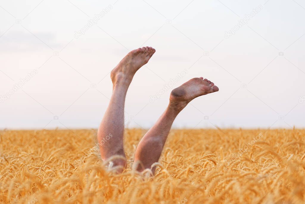bare legs upwards from a field of ripe wheat. feet up in sky background and fields.
